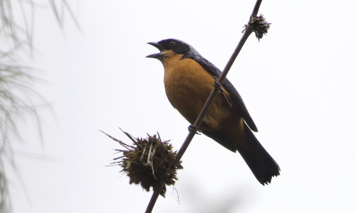 Chestnut-bellied Mountain Tanager (Dubusia castaneoventris), photo 3