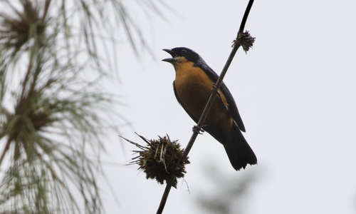 Chestnut-bellied Mountain Tanager (Dubusia castaneoventris), photo 5