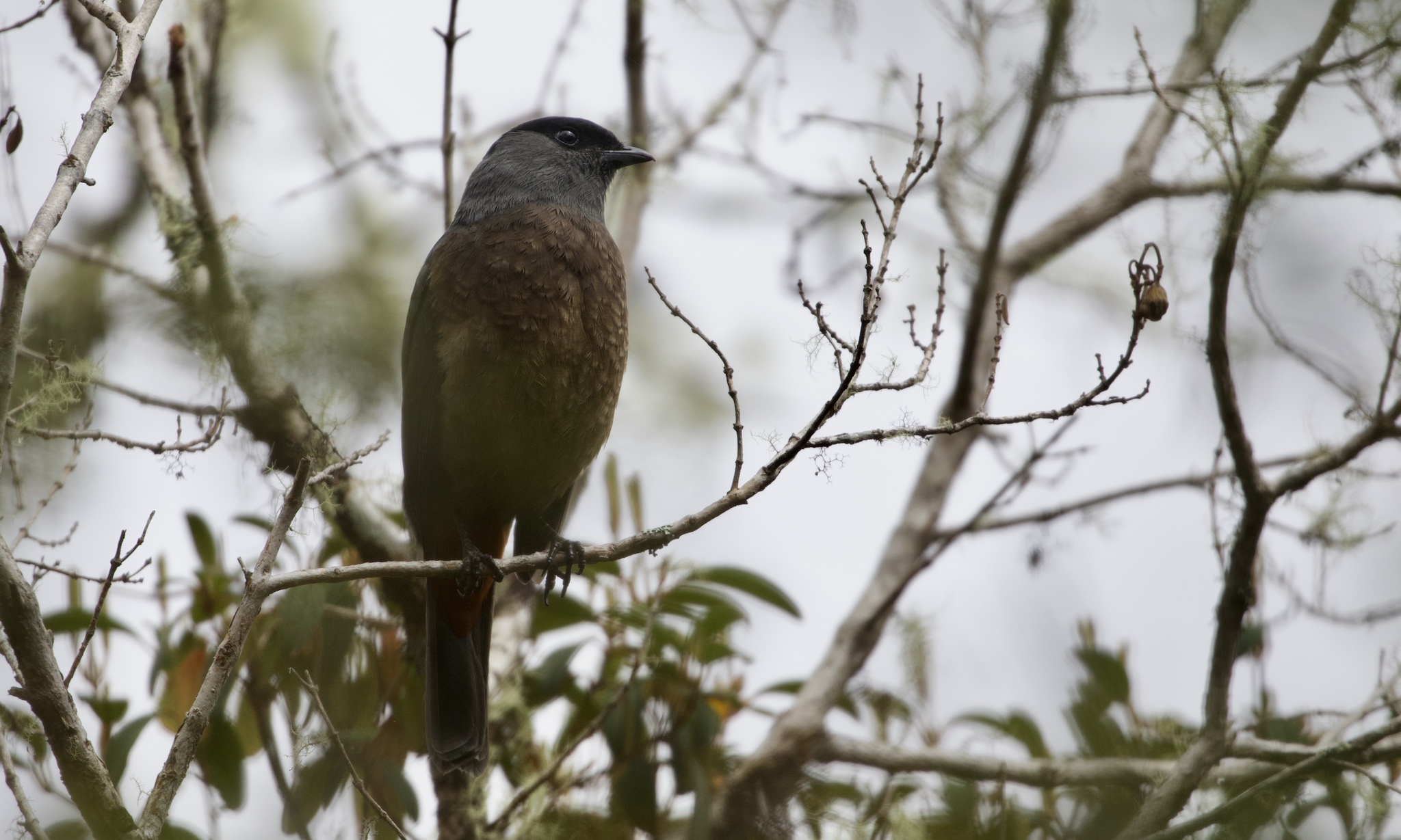Bay-vented Cotinga (Doliornis sclateri), photo 2