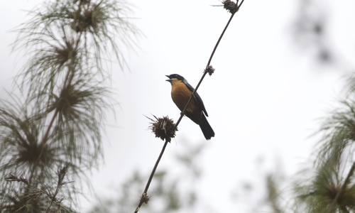Chestnut-bellied Mountain Tanager (Dubusia castaneoventris), photo 10