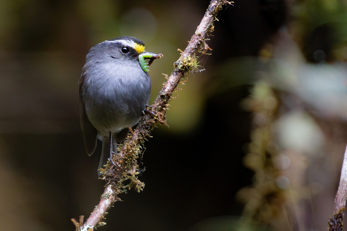 Crowned Chat-Tyrant (Silvicultrix frontalis), photo 3