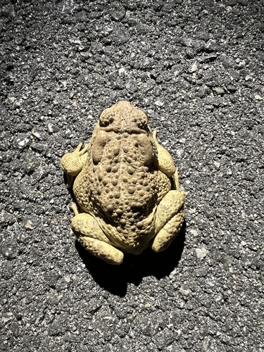 iNaturalist observation photo of Woodhouse's Toad