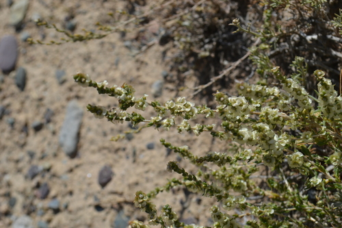 Caroxylon dzhungaricum