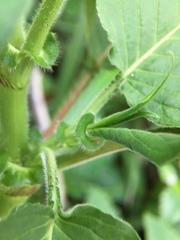 Persicaria orientalis