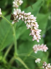 Persicaria orientalis