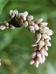 Persicaria orientalis