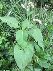 Persicaria orientalis