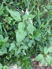 Persicaria orientalis