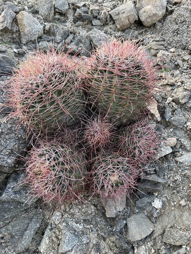 iNaturalist observation photo of California Barrel Cactus