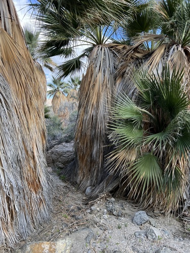 iNaturalist observation photo of California fan palm