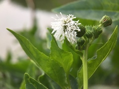 Gymnocoronis spilanthoides