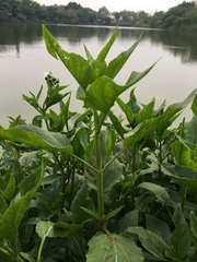 Gymnocoronis spilanthoides