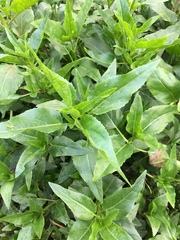 Gymnocoronis spilanthoides