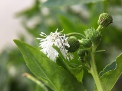 Gymnocoronis spilanthoides