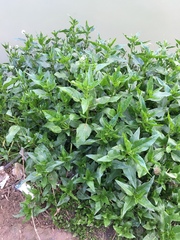 Gymnocoronis spilanthoides