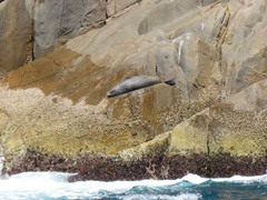 Arctocephalus pusillus