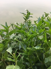 Gymnocoronis spilanthoides