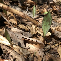 Erythronium americanum