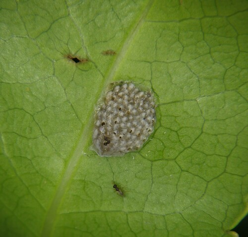 Aphanomerus pusillus observed 2024-02-17