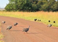 Numida meleagris mitratus