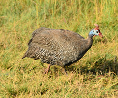 Numida meleagris mitratus