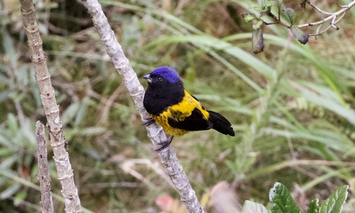 Golden-backed Mountain Tanager (Cnemathraupis aureodorsalis), photo 4