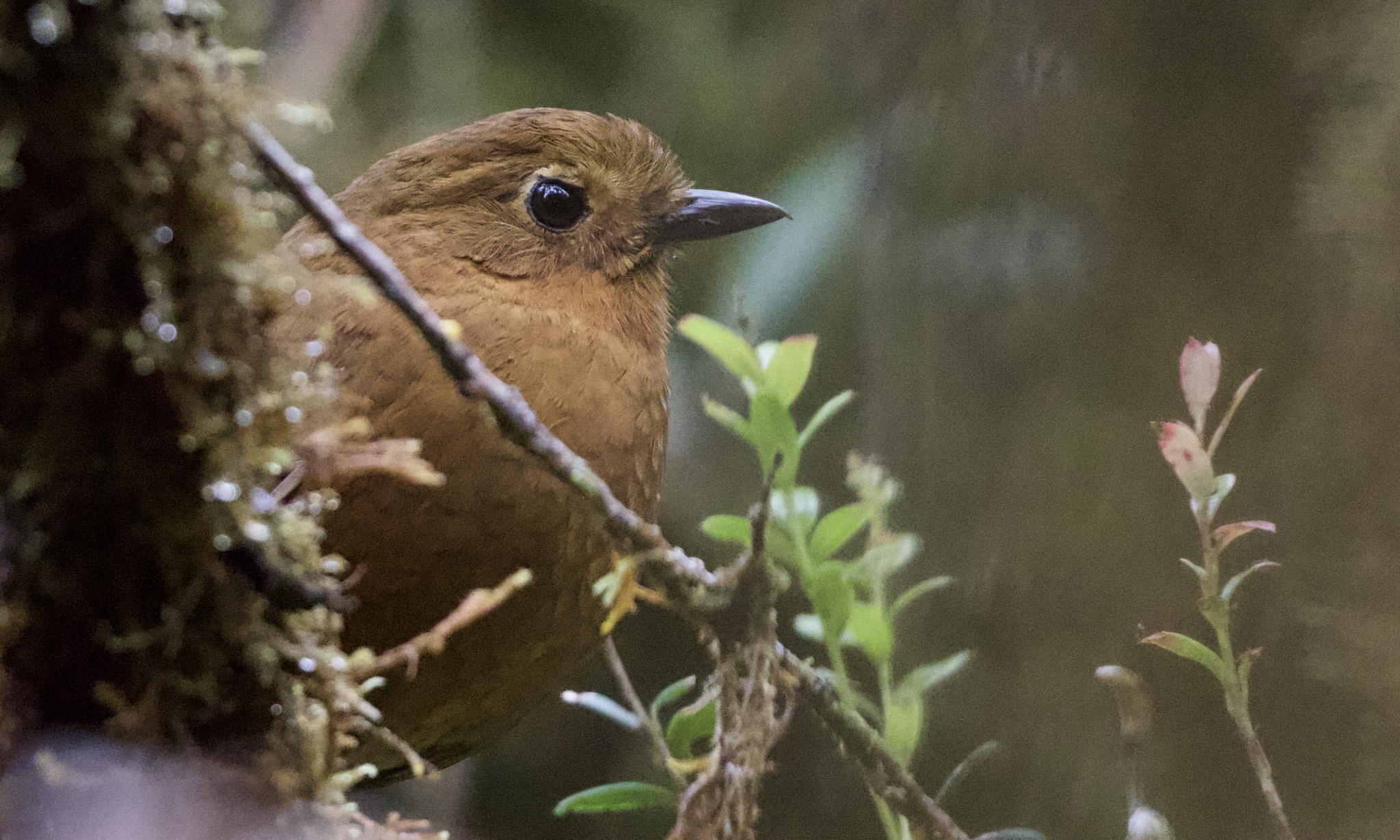 Chachapoyas Antpitta (Grallaria gravesi), photo 1