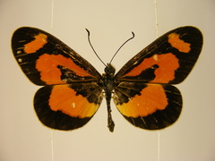 Acraea bonasia