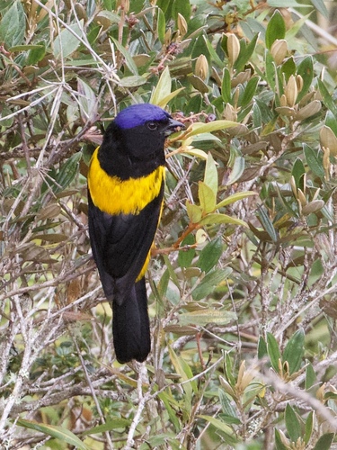 Golden-backed Mountain Tanager (Cnemathraupis aureodorsalis), photo 1