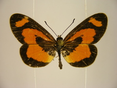 Acraea bonasia