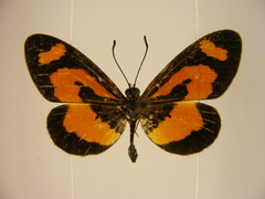 Acraea bonasia