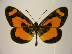 Acraea bonasia