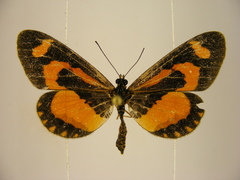 Acraea bonasia