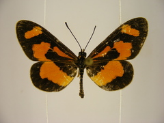Acraea bonasia