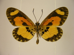 Acraea bonasia