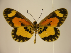 Acraea bonasia