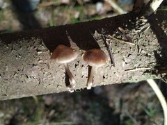 Mycena plumipes