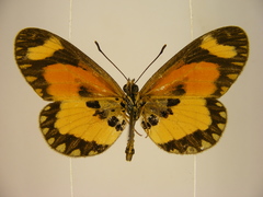 Acraea bonasia
