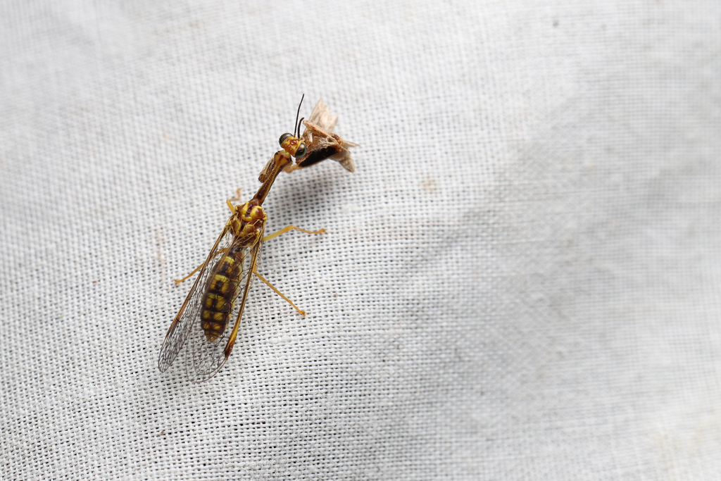 Orientispa flavacoxa