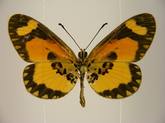 Acraea bonasia