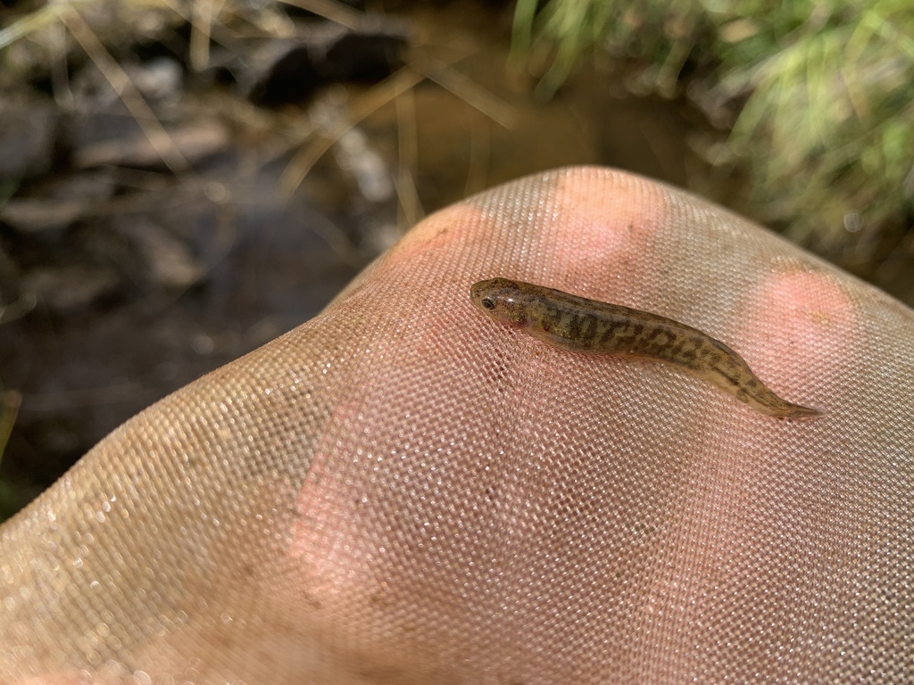Flathead galaxias (Galaxias depressiceps) — Galaxiidae