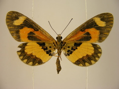 Acraea bonasia
