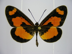 Acraea bonasia