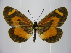 Acraea bonasia