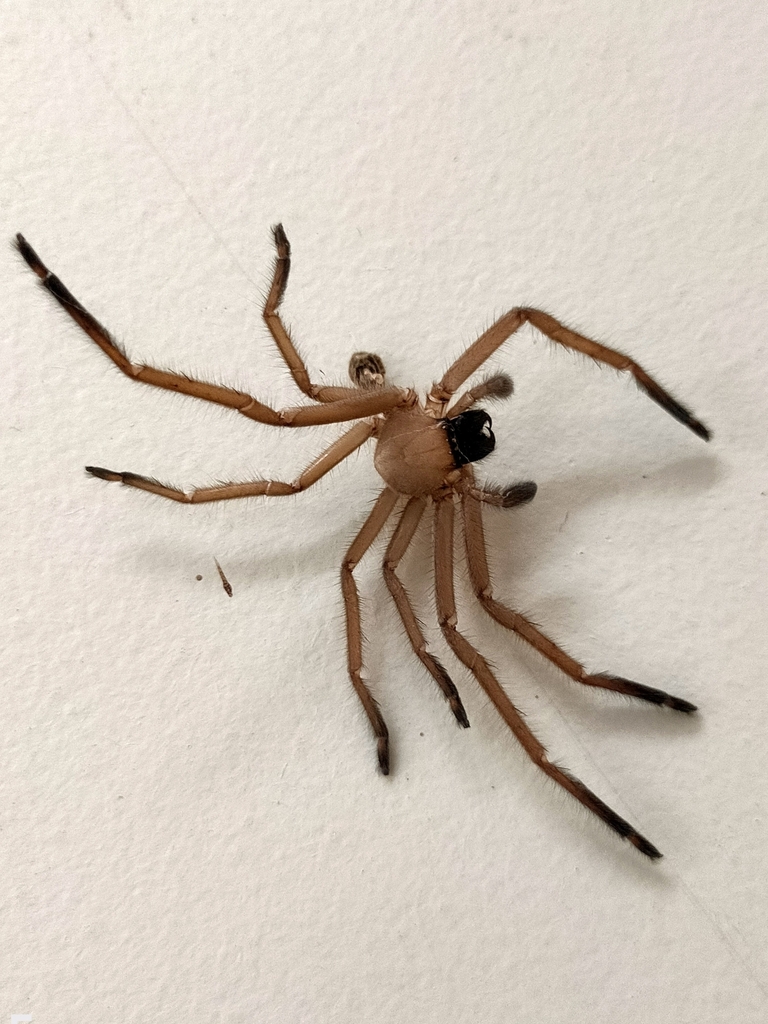 Social Huntsman Spider from Portsea VIC 3944, Australia on February 20 ...