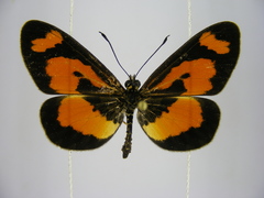 Acraea bonasia