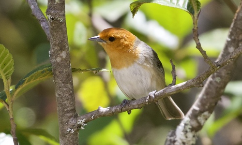 Brown-flanked Tanager (Thlypopsis pectoralis), photo 2