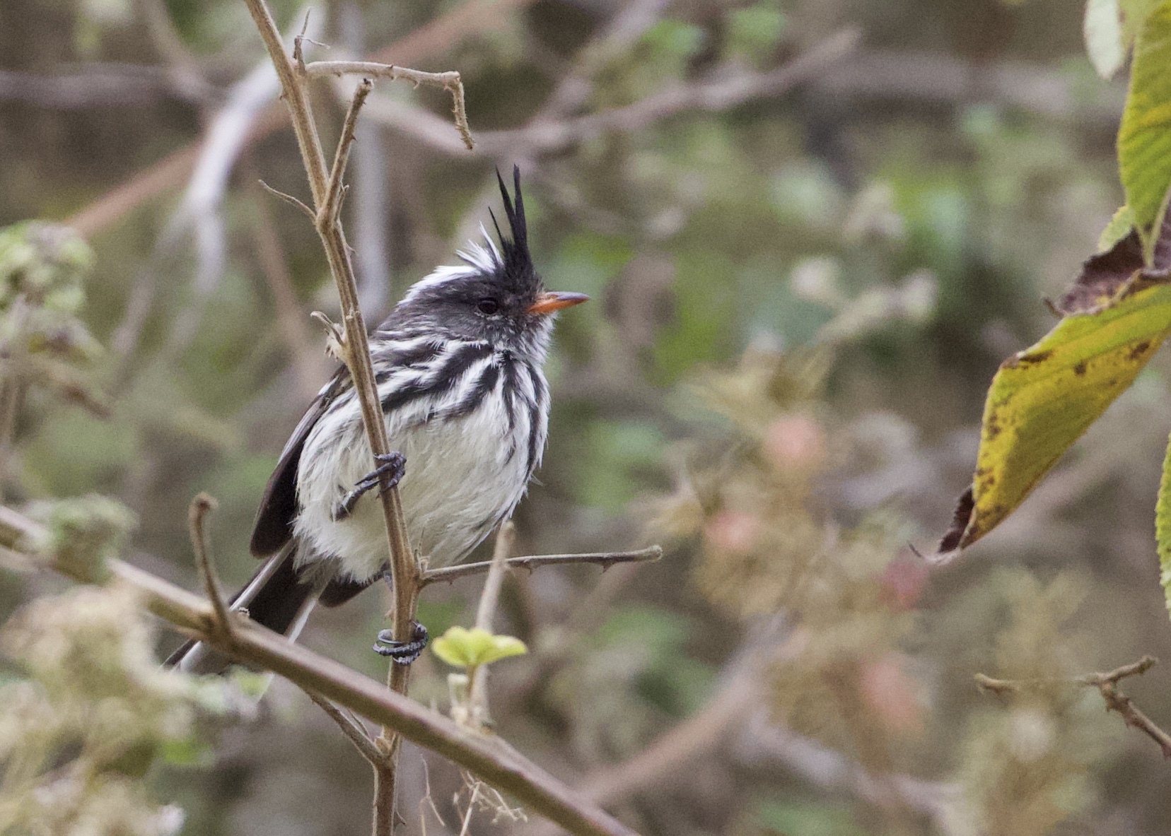 Black-crested Tit-Tyrant (Anairetes nigrocristatus), photo 6
