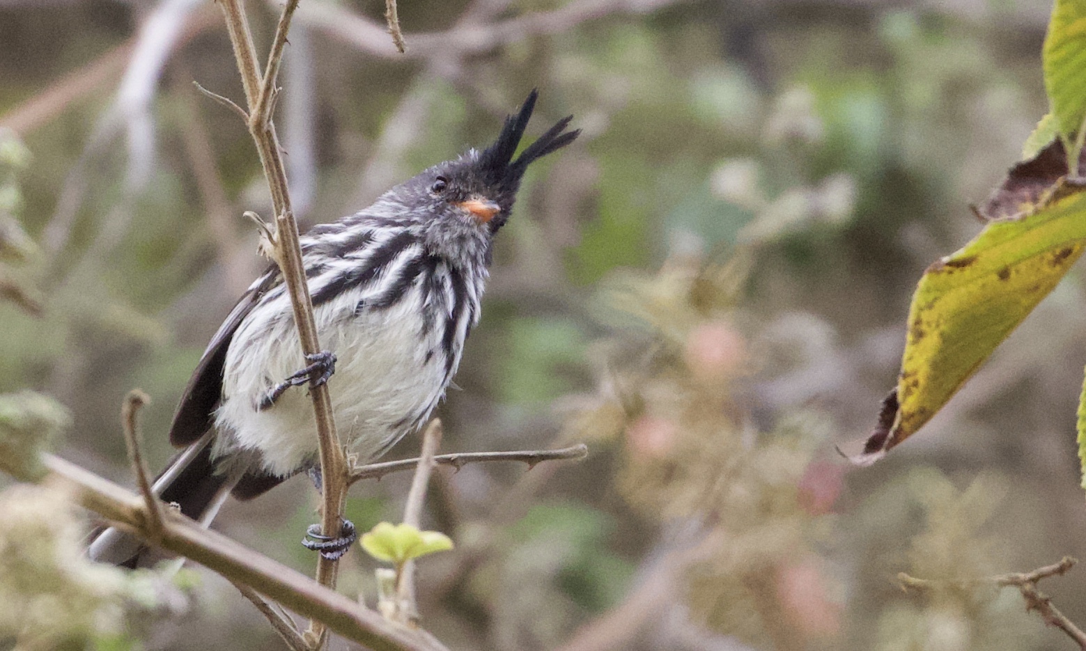 Black-crested Tit-Tyrant (Anairetes nigrocristatus), photo 7