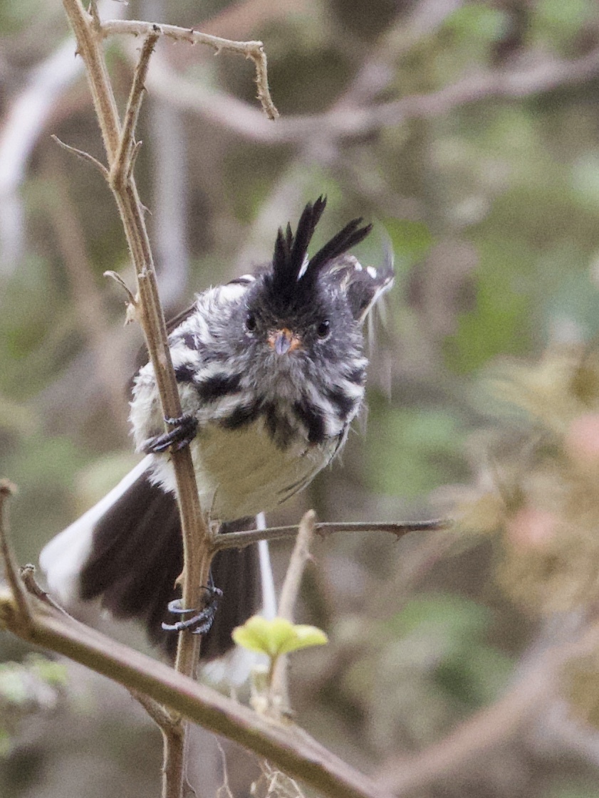 Black-crested Tit-Tyrant (Anairetes nigrocristatus), photo 8